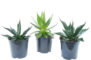 Agáve (Agave americana)