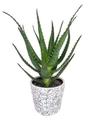 Aloe pravá (Aloe arborescens, vera, ferox)