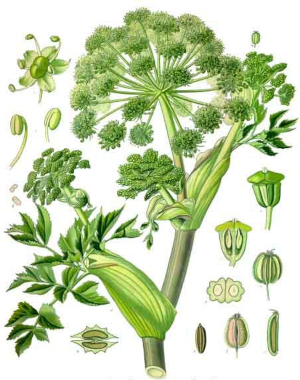 Andělika lékařská (Angelica archangelica)