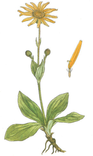 Arnika horská (Arnica montana)