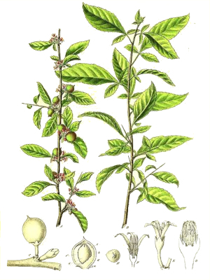 Balzámovník pravý (Commiphora abyssinica)