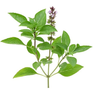 Bazalka pravá (Ocimum basilicum)