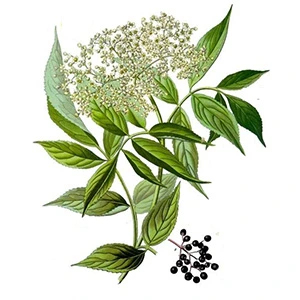 Bez černý (Sambucus nigra)