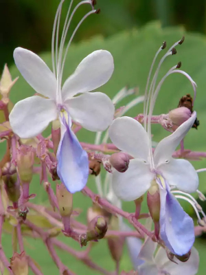 Blahokeř (Rotheca serrata)