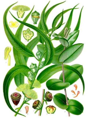 Blahovičník kulatoplodý (Eucalyptus globulus)