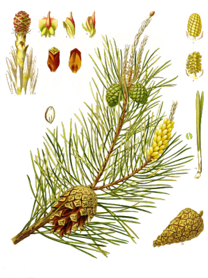 Borovice lesní (Pinus sylvestris)