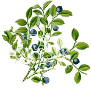 Brusnice borůvka (Vaccinium myrtillus)