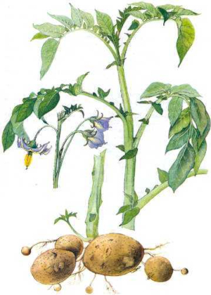 Lilek brambor (Solamum tuberosum)