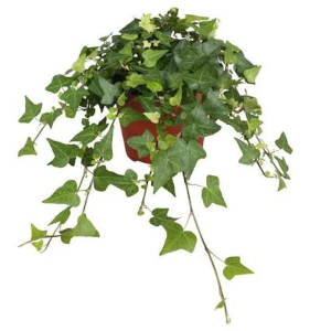 Břečťan popínavý (Hedera helix)