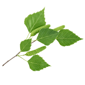 Bříza bělokorá (Betula pentula)