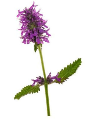 Bukvice lékařská (Betonica officinalis)