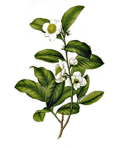 Čaj (Camellia sinensis)