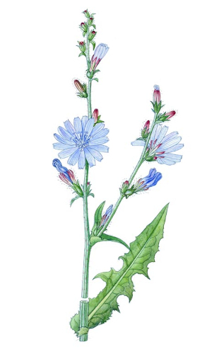 Čekanka obecná (Cichorium intybus)