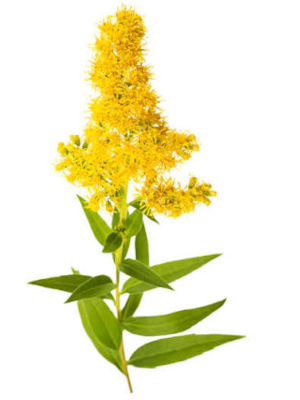 Celík zlatobýl (Solidago virgaurea)