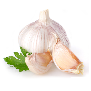 Česnek setý (Allium sativum)
