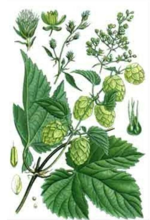 Chmel otáčivý (Humulus lupulus)