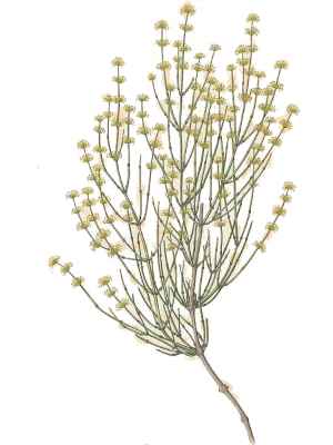 Chvojník Čínský (Ephedra sinica)