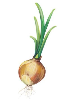 Cibule kuchyňská (Allium cepa)