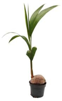 Kokos (Cocos nucifera)