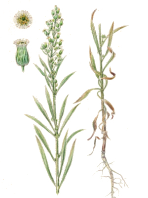 Turaka kanadská (Conyza canadensis)