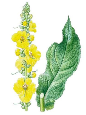 Divizna velkokvětá (Verbascum densiflorum)