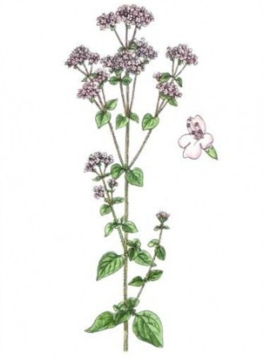 Dobromysl obecná (Origanum vulgare)