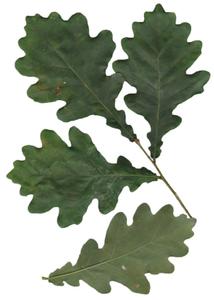 Dub letní (Quercus robur)
