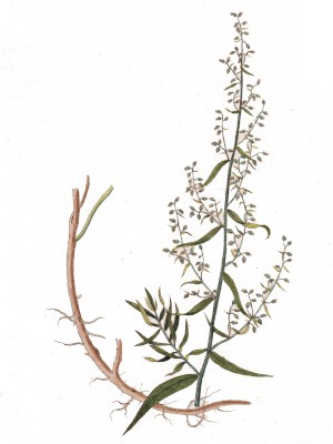 Kozalec kořenný (Artemisia dracunculus)