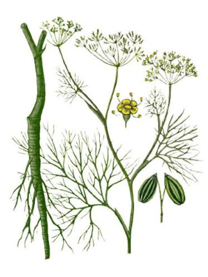 Fenykl obecný (Foeniculum vulgare)