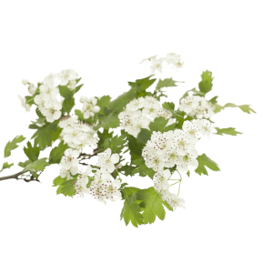 Hloh obecný (Crataegus lerigata)