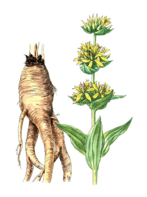 Hořec žlutý (Gentiana lutea)