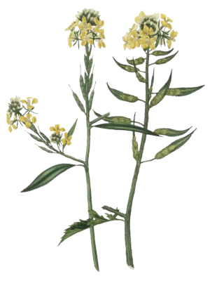 Hořčičné semínko (Mustum ardens)