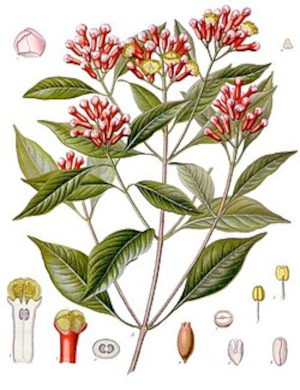 Hřebíček (Caryophyllus aromaticus)