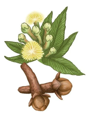 Hřebíčkovec vonný (Sycygium aromaticum)