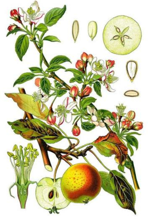 Jabloň (Malus malus)