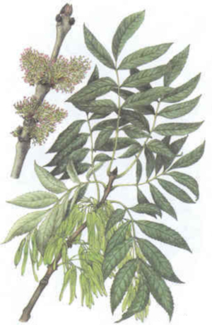Jasan ztepilý (Fraxinus excelsior)
