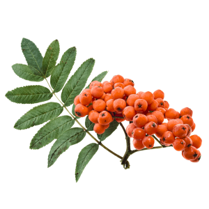 Jeřáb ptačí (Sorbus aucuparia)