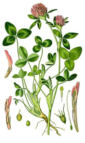 Jetel luční (Trifolium pratense)