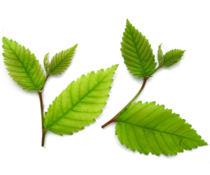 Jilm červený (Ulmus rubra)