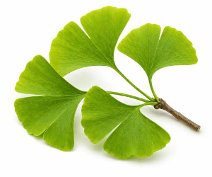Jinan dvoulaločný (Ginkgo biloba)