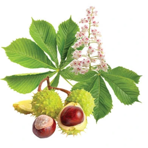 Jírovec maďal (Aesculus hippocastanum)