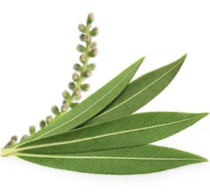 Kajeput (Melaleuca alterniflora)