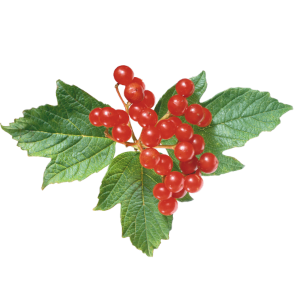Kalina višňolistá (Viburnum prunifolium)