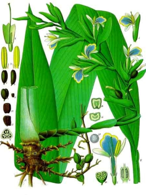 Kardamom pravý (Elettaria cardamomum)