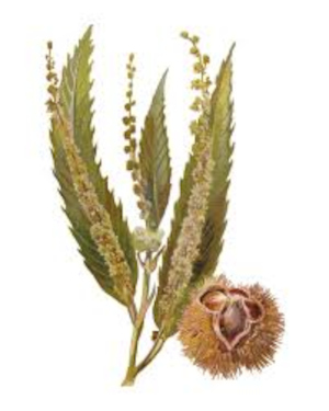 Kaštanovník setý (Castanea sativa)