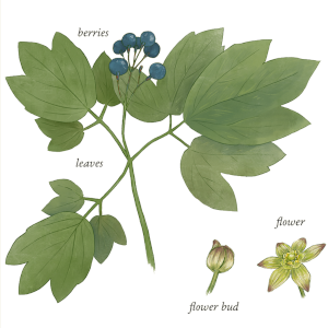 Kalofylum žluťochovité (Caulophyllum thalictroides)
