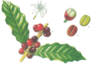 Kava (Piper methysticum)