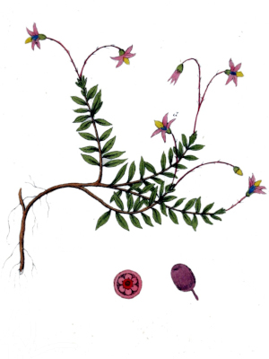 Klikva (Oxyccocus macrocarpus)
