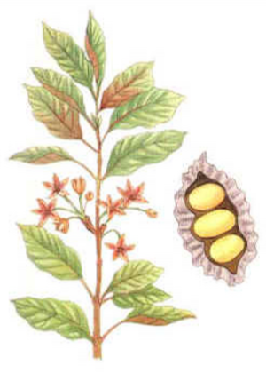 Kola lesklá (Cola nitida)