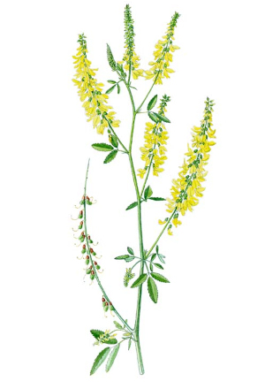 Komonice lékařská (Melilotus officinalis)